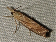 Culladia cuneiferellus
