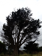 Cupressus