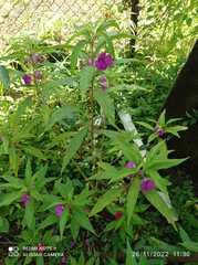 Impatiens balsamina image