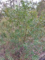 Persoonia mollis