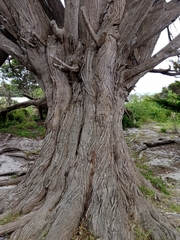Cupressus