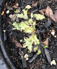 Marchantia polymorpha montivagans