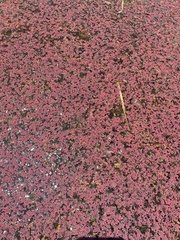 Azolla pinnata