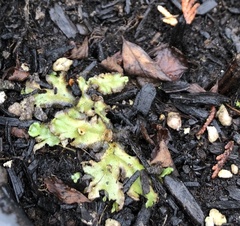 Marchantia polymorpha montivagans