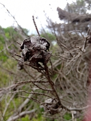 Cupressus