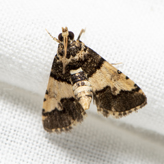 Nacoleia mesochlora