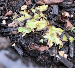 Marchantia polymorpha montivagans