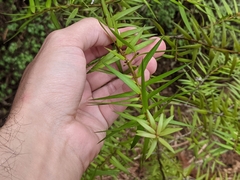 Podocarpus