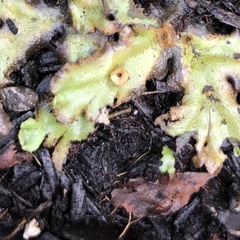 Marchantia polymorpha montivagans