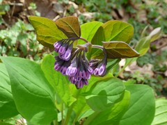 Mertensia virginica
