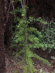 Podocarpus