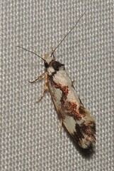 Machetis aphrobola