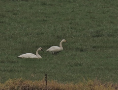 Cygnus columbianus bewickii