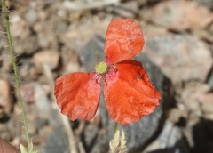 Papaver dubium