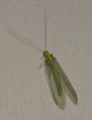 Apertochrysa edwardsi