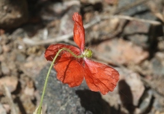Papaver dubium