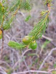 Persoonia acerosa