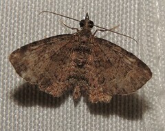 Pasiphilodes testulata