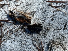 Eurycotis floridana
