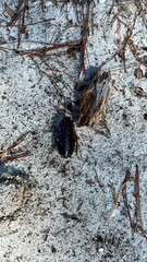 Eurycotis floridana