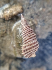 Triphoroidea