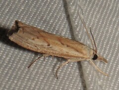 Culladia cuneiferellus
