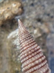 Triphoroidea