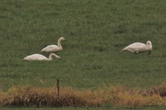 Cygnus columbianus bewickii