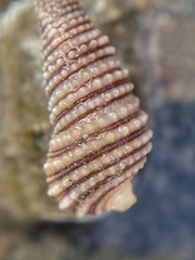 Triphoroidea