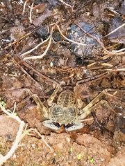 Phrynus operculatus