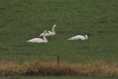 Cygnus columbianus bewickii