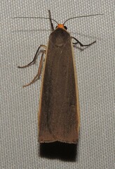 Palaeosia bicosta