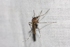 Aedes alboannulatus