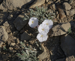 Convolvulus ammannii