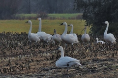 Cygnus columbianus columbianus