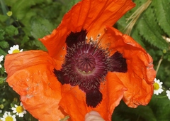 Papaver orientale