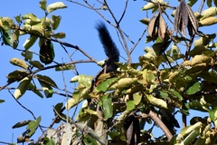 Callosciurus prevostii pluto