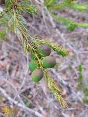 Persoonia acerosa