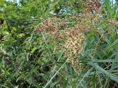Cladium mariscus