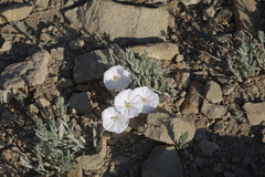 Convolvulus ammannii
