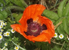 Papaver orientale