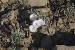 Convolvulus ammannii