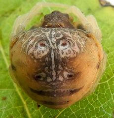 Mastophora