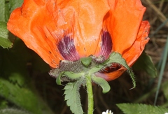 Papaver orientale