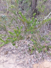 Persoonia acerosa
