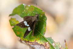 Notocrypta paralysos