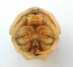 Mastophora