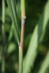 Sorghastrum nutans