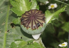 Papaver orientale