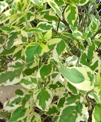 Graptophyllum pictum